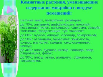 Наши цветы 2 - img4.jpg