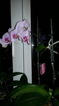 Наши цветы 2 - 20161210_205219.jpg