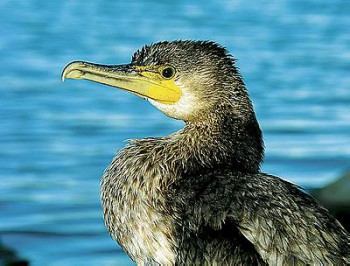 А что у нас с погодой? - 5 - baklan_1.jpg