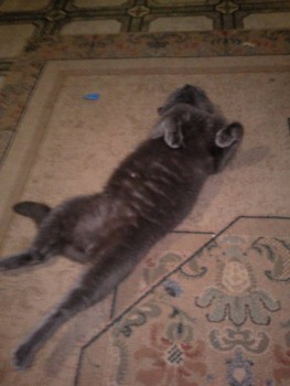 Любимая кошатинка  - IMG_20161218_190208.jpg