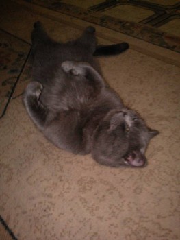 Любимая кошатинка  - IMG_20161218_190208_1.jpg