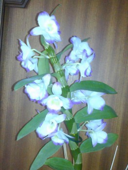 Орхидеи. - 201612242490.jpg