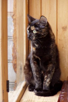 Я потеряла своего питомца  - кыса.JPG