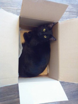 Рождественская акция - 4 - IMG_20161227_104952.jpg