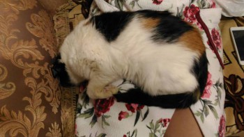 Любимая кошатинка  - IMG-20161227-WA0005.jpg