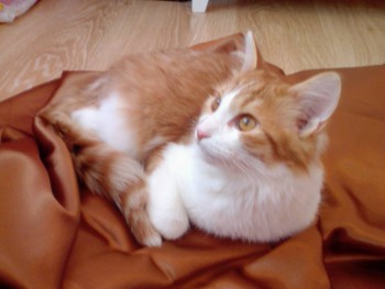 Любимая кошатинка  - IMG_20161209_122710_1.jpg