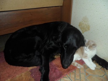 Любимая кошатинка  - SAM_0301.JPG