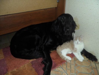 Любимая кошатинка  - SAM_0305.JPG