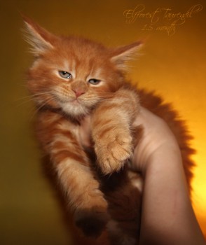 Любимая кошатинка  - Taurendil 1.jpg