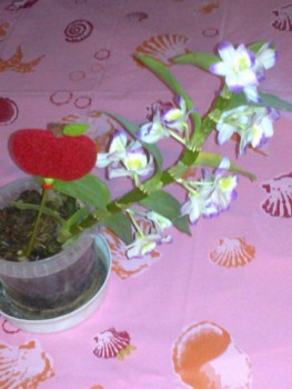 Орхидеи. - 201701072516.jpg