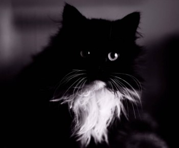 Любимая кошатинка  - _MG_5381-1.jpg