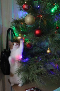 Любимая кошатинка  - IMG_5699.JPG