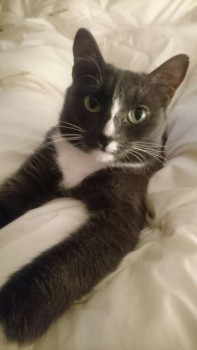 Любимая кошатинка  - 7-FORk31ilw.jpg