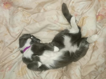 Любимая кошатинка  - Rxe9i61mg00.jpg