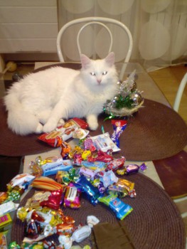 Любимая кошатинка  - IMG_20170108_201440.jpg