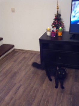 Любимая кошатинка  - IMG_20161231_235101.jpg