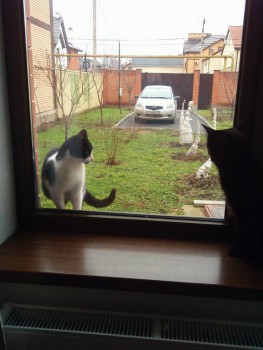 Любимая кошатинка  - IMG_20170110_120954.jpg