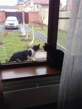 Любимая кошатинка  - IMG_20170110_121022.jpg