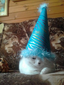 Любимая кошатинка  - OeM3LdMwlTY.jpg