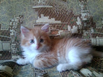 Любимая кошатинка  - Фото1448.jpg