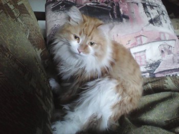 Любимая кошатинка  - IMG_20160512_195040.jpg