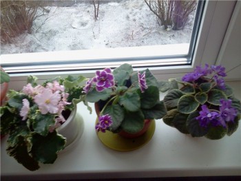 Наши цветы 2 - f99e6314e083.jpg