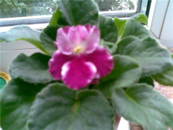 Наши цветы 2 - 2ce38ee809d7.jpg