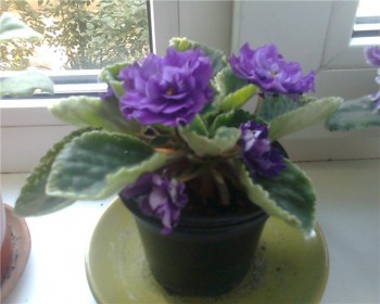 Наши цветы 2 - 6cc0d72932dc.jpg