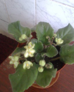 Наши цветы 2 - Фото06.jpg