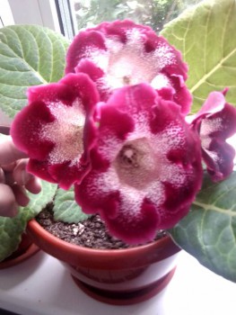 Наши цветы 2 - Фото1043.jpg