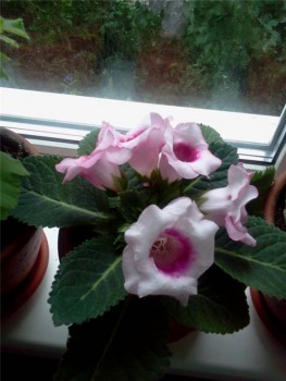 Наши цветы 2 - 8c2ec4dd62c9.jpg