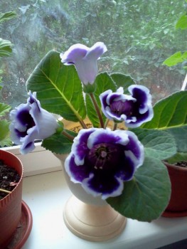 Наши цветы 2 - Фото0871 (2).jpg