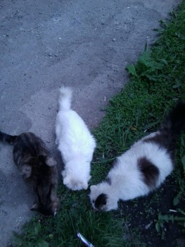 Любимая кошатинка  - Fz5-cIOlpFs.jpg