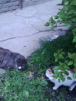 Любимая кошатинка  - Фото2500.jpg