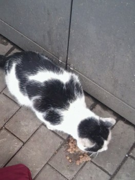 Любимая кошатинка  - qC5vWtT4PEk.jpg