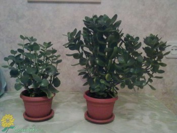 Лечебные комнат.растения. Как применяем их? - каланое.jpg