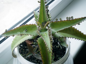 Лечебные комнат.растения. Как применяем их? - калан.jpg