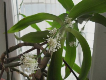 Лечебные комнат.растения. Как применяем их? - уссс.jpg