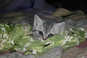 назвали Симой