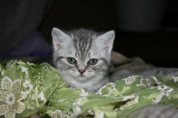 только вот кто она(порода)?