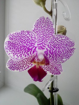 Орхидеи. - IMG_20170124_110233.jpg