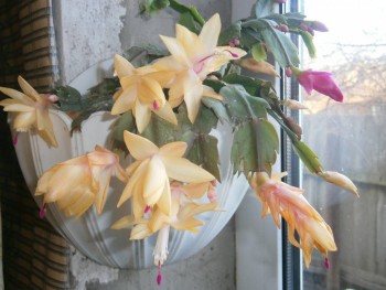 Наши цветы 2 - PB030231.JPG