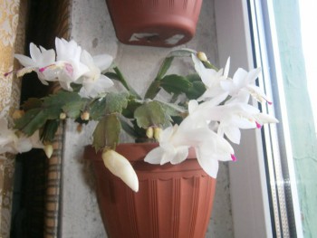 Наши цветы 2 - PB030232.JPG