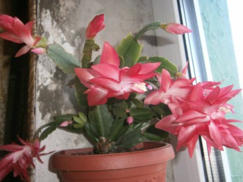 Наши цветы 2 - PB030233.JPG