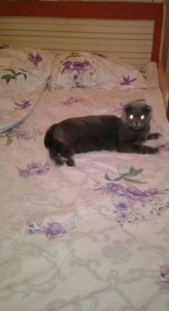 Любимая кошатинка  - IMG-20170201-WA0000-1.jpg