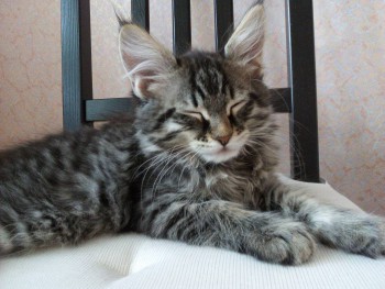 Любимая кошатинка  - IMG_20170202_132956.jpg