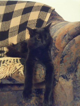 Типа барских кровей.)))