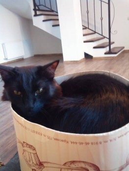 Кто сказал, что котик не тортик?!