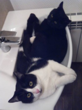 Любимая кошатинка  - IMG_20170131_184517.jpg