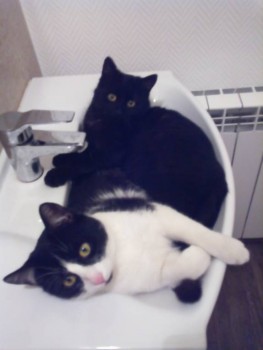 Феликс и Мигель.